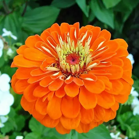 Zinnia Elegans Lilliput Oranje - afbeelding 1