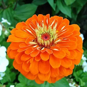 Zinnia Elegans Lilliput Oranje - afbeelding 2
